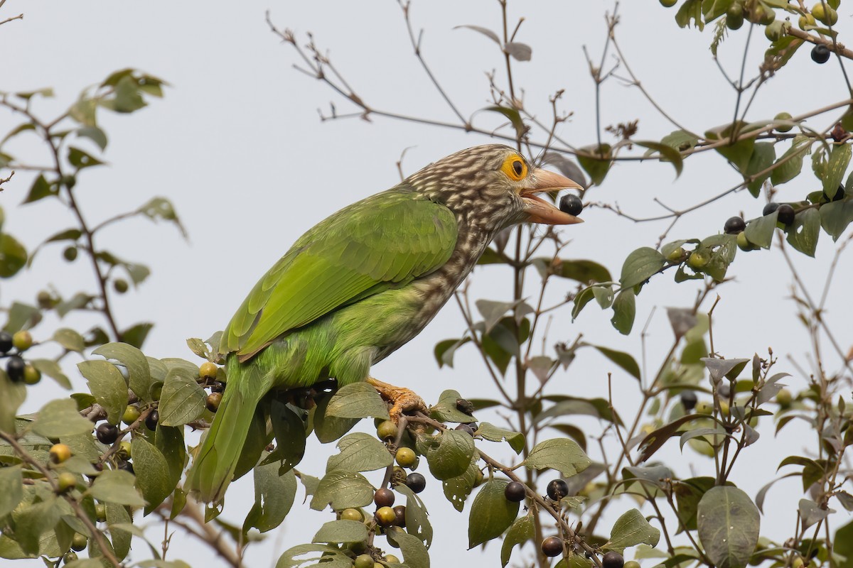 シロボシオオゴシキドリ - ML646170283