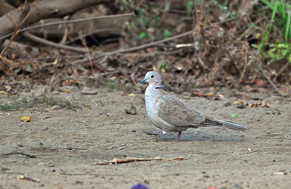シラコバト - ML646170284