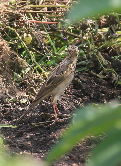 ヒメマミジロタヒバリ - ML646170286