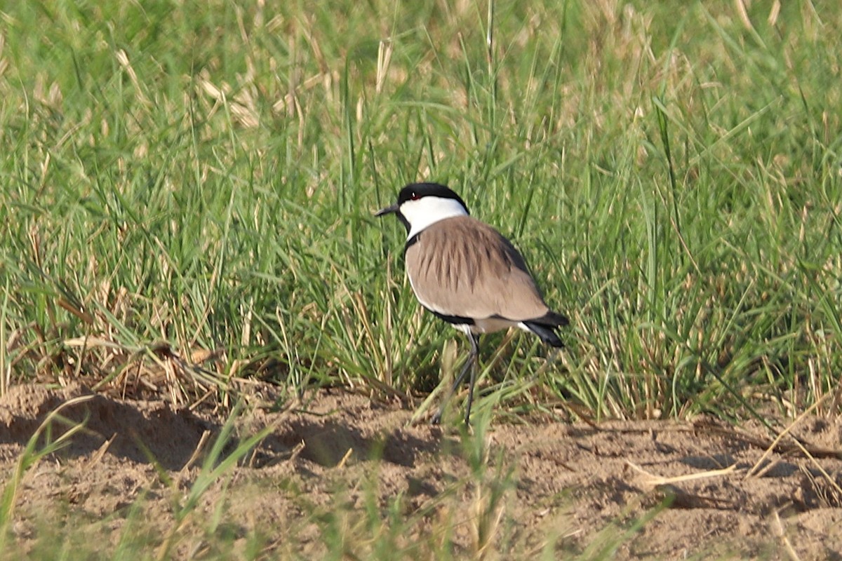 ツメバゲリ - ML646170287