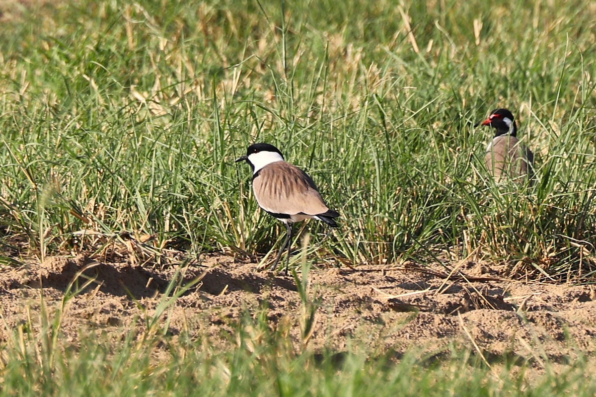 ツメバゲリ - ML646170288