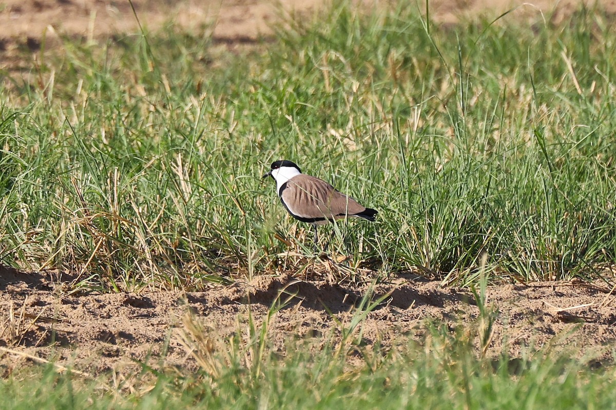 ツメバゲリ - ML646170290