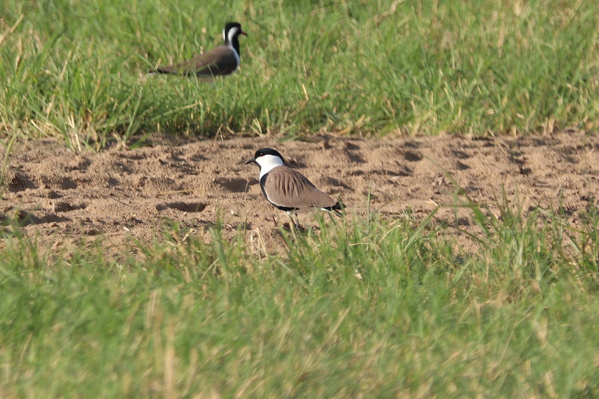 ツメバゲリ - ML646170291