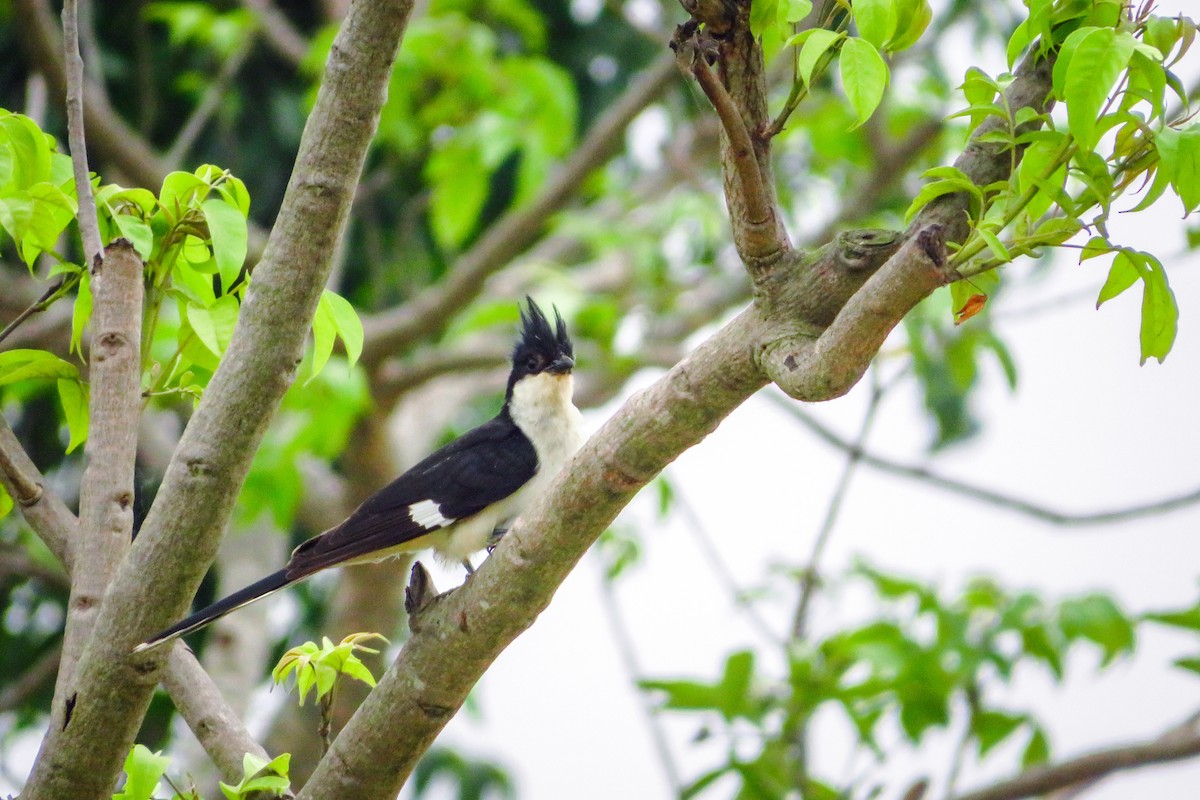 クロシロカンムリカッコウ - ML646170292