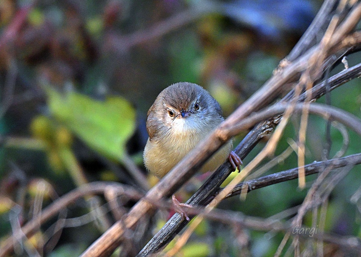 シロハラハウチワドリ - ML646170293