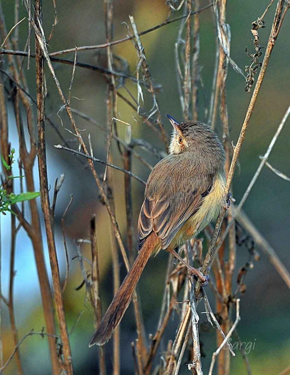 シロハラハウチワドリ - ML646170296