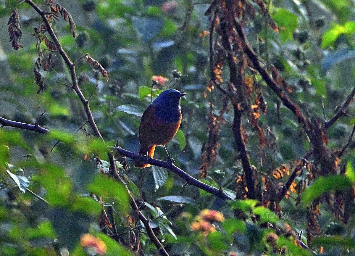 クロジョウビタキ - ML646170303