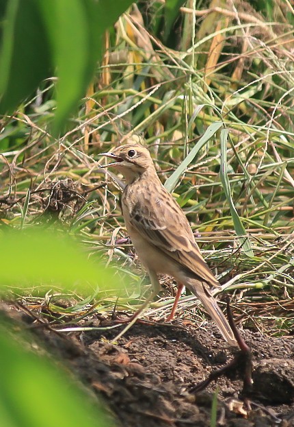 ヒメマミジロタヒバリ - ML646170308