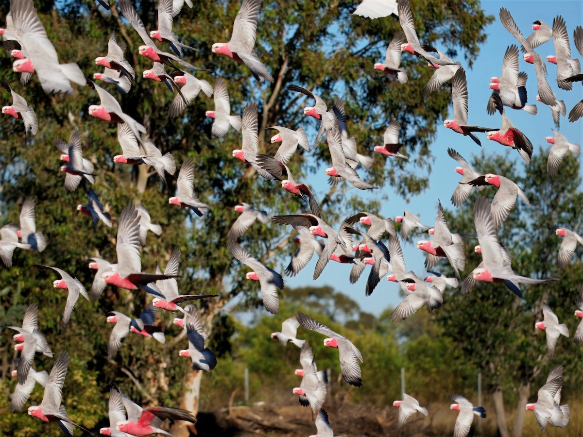 rosenkakadu - ML646170310