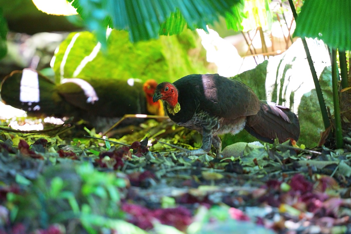 klaveovnhøne - ML646170311