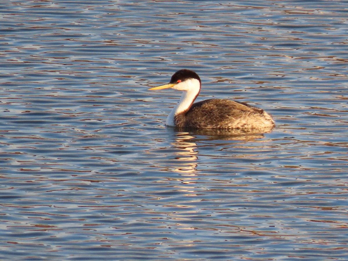 svanedykker - ML646170314