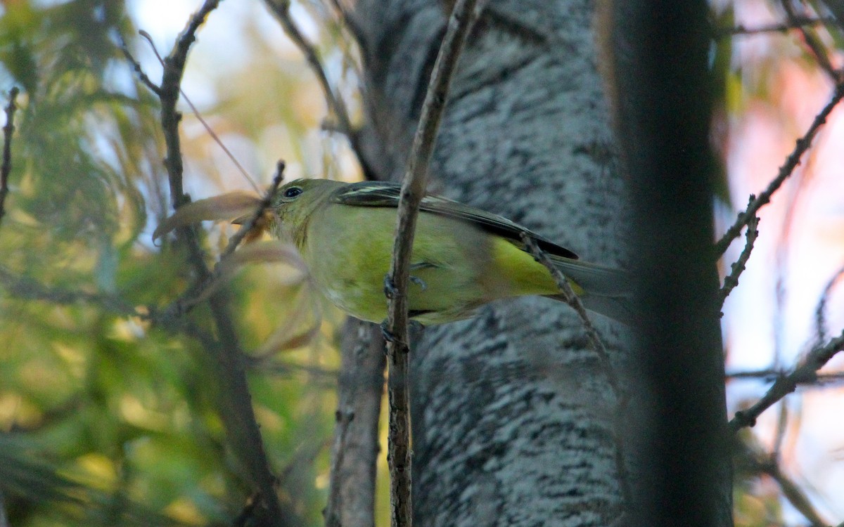 vestpiranga - ML646170316