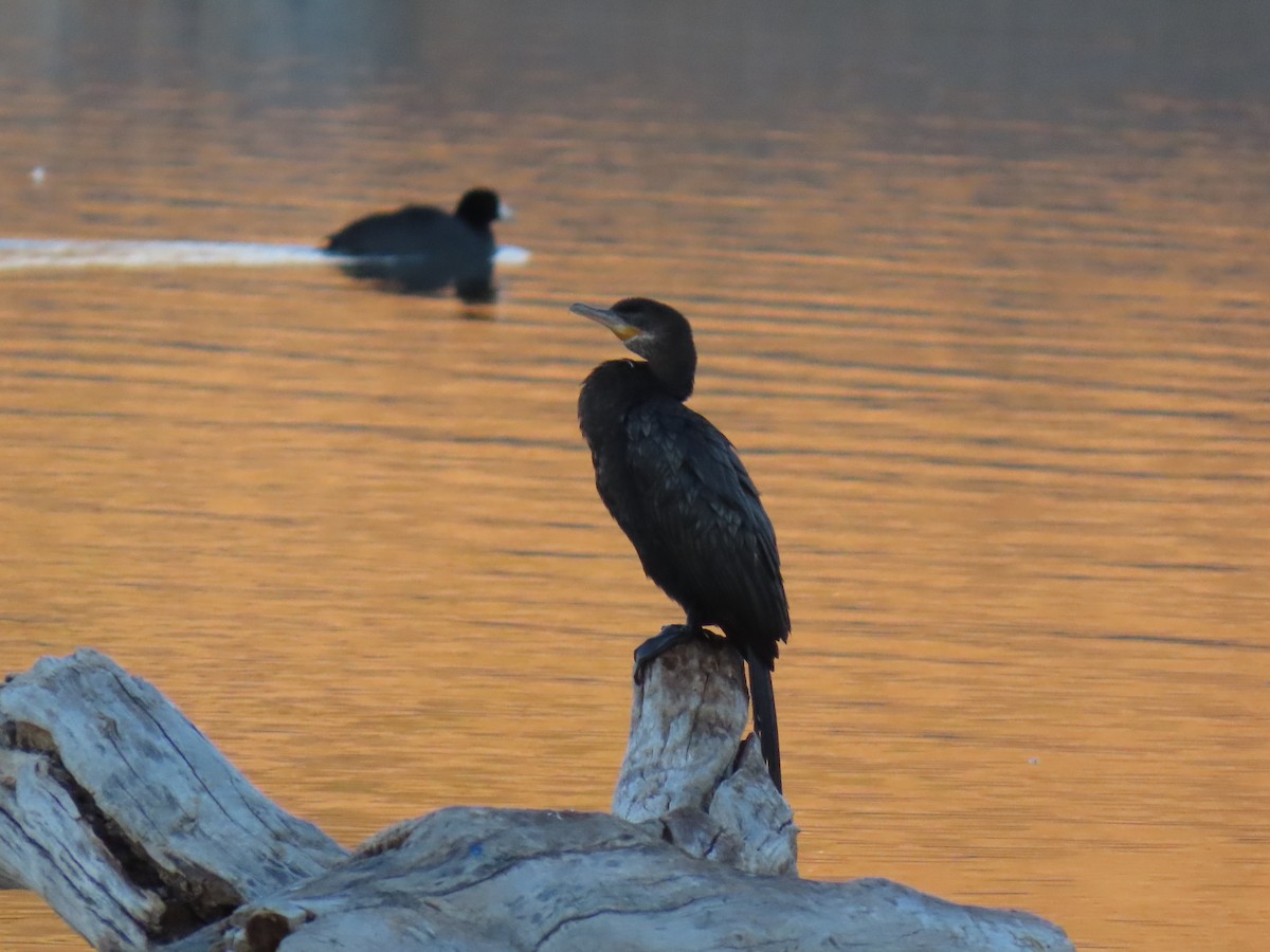 flodskarv - ML646170318