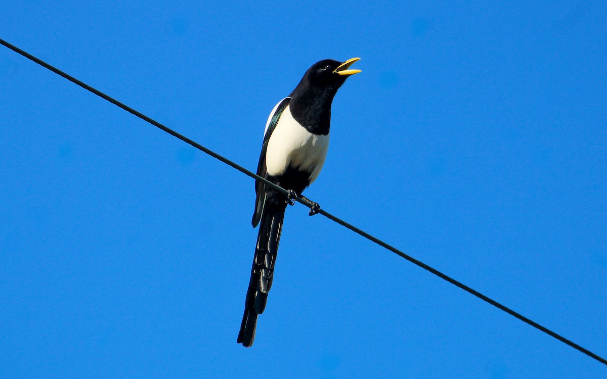 gulnebbskjære - ML646170320