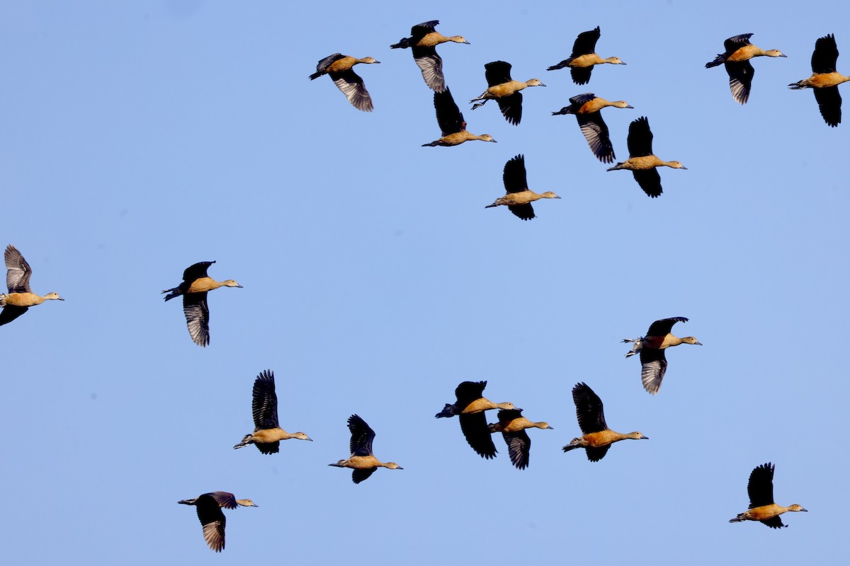 småplystreand - ML646170321