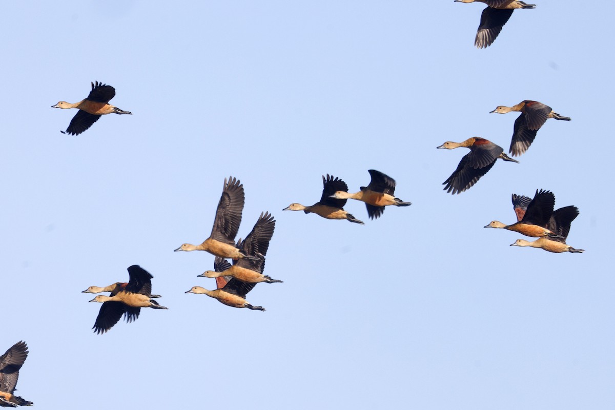 småplystreand - ML646170322