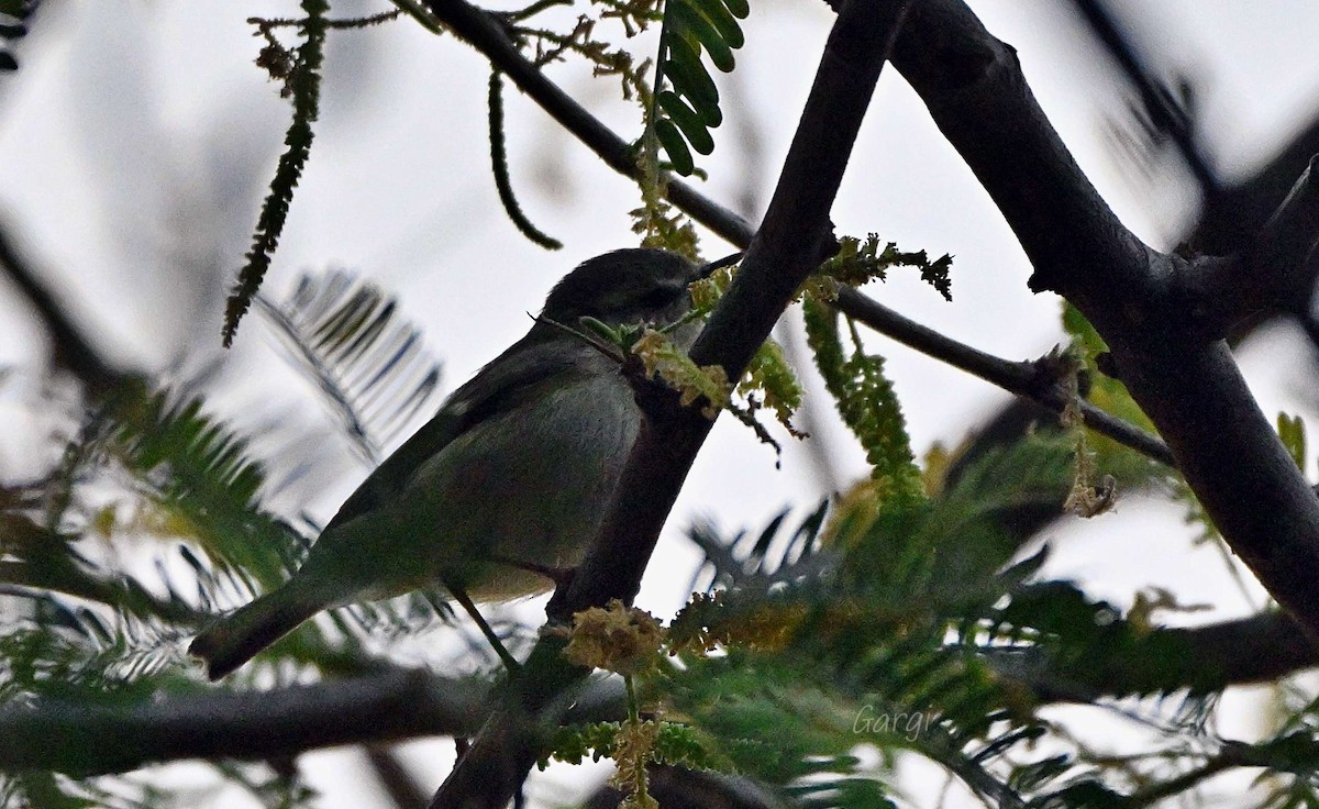 blekbrynsanger - ML646170323