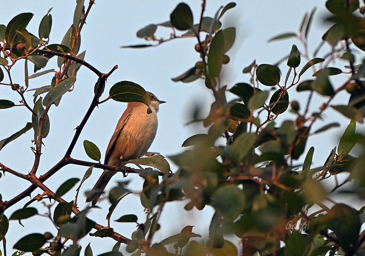 møller - ML646170325