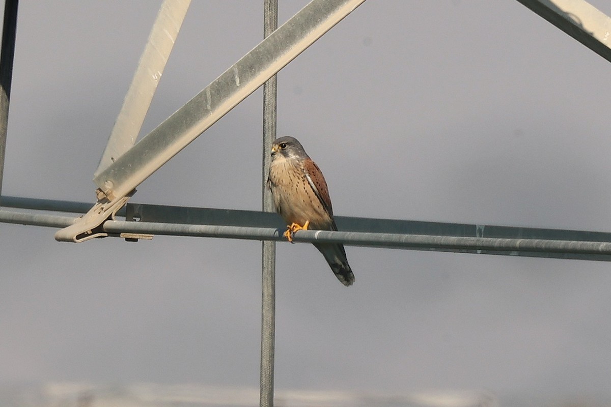 tårnfalk - ML646170326