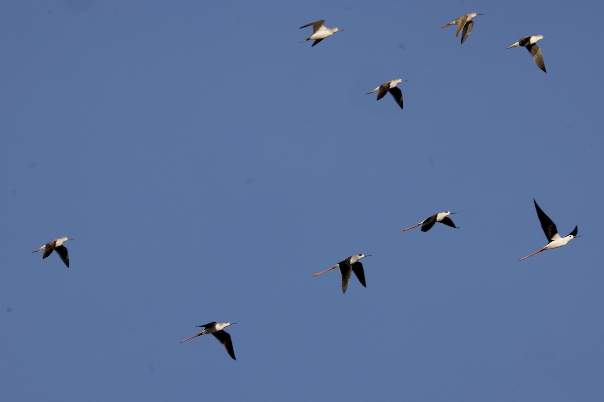 stylteløper - ML646170327