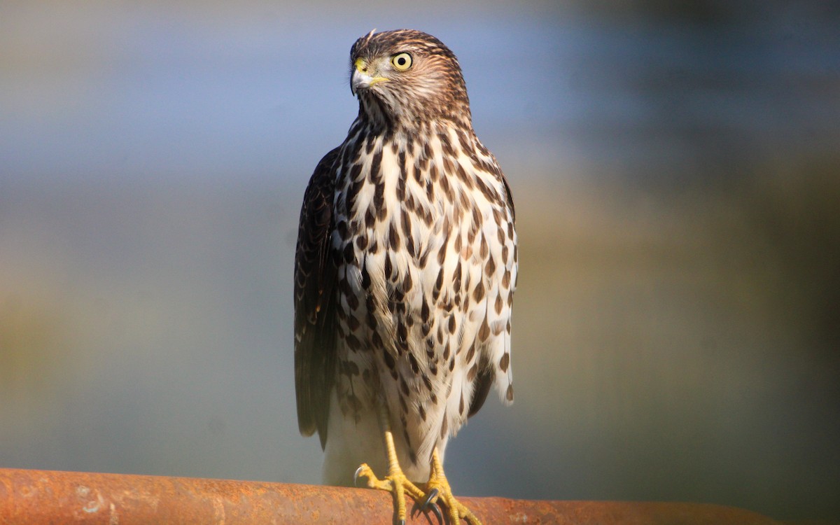 trostehauk - ML646170328