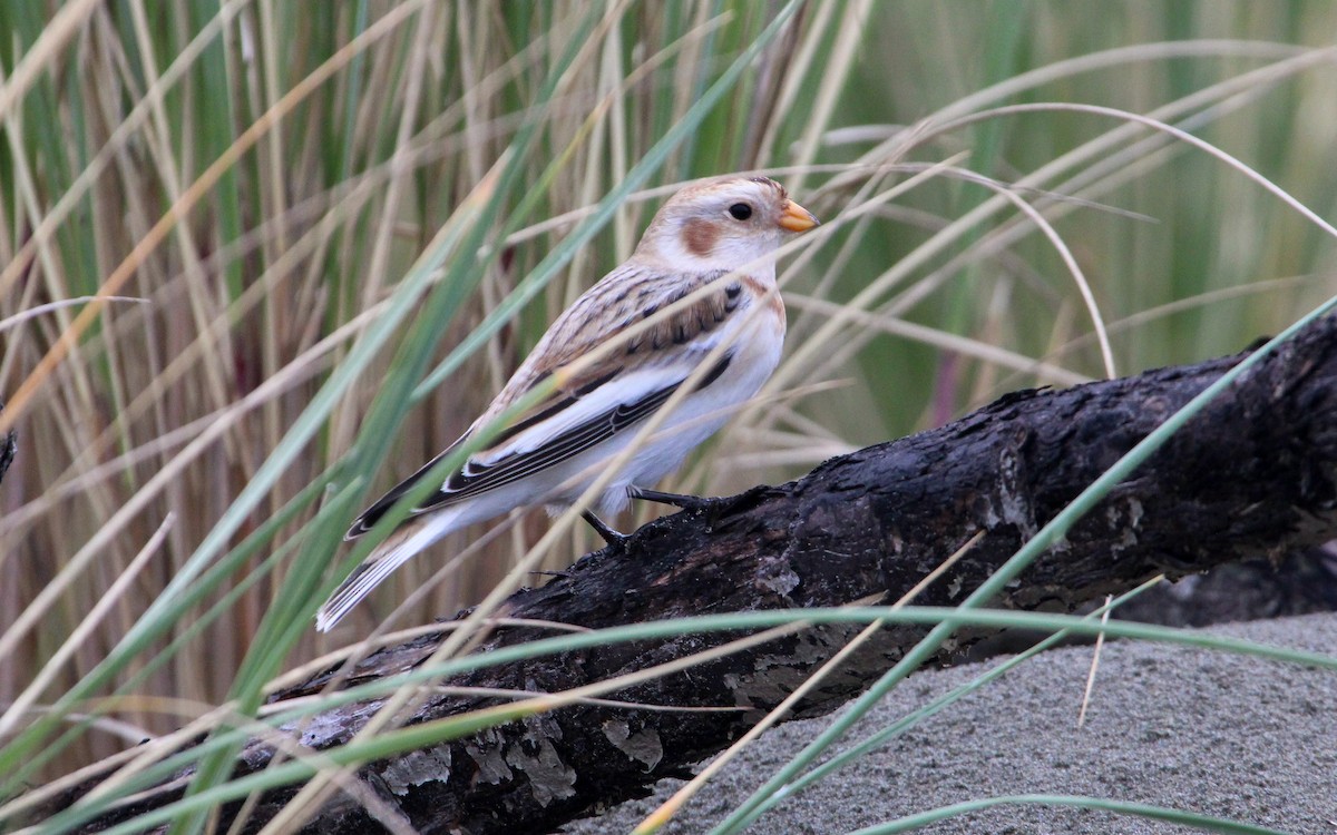 snøspurv - ML646170331