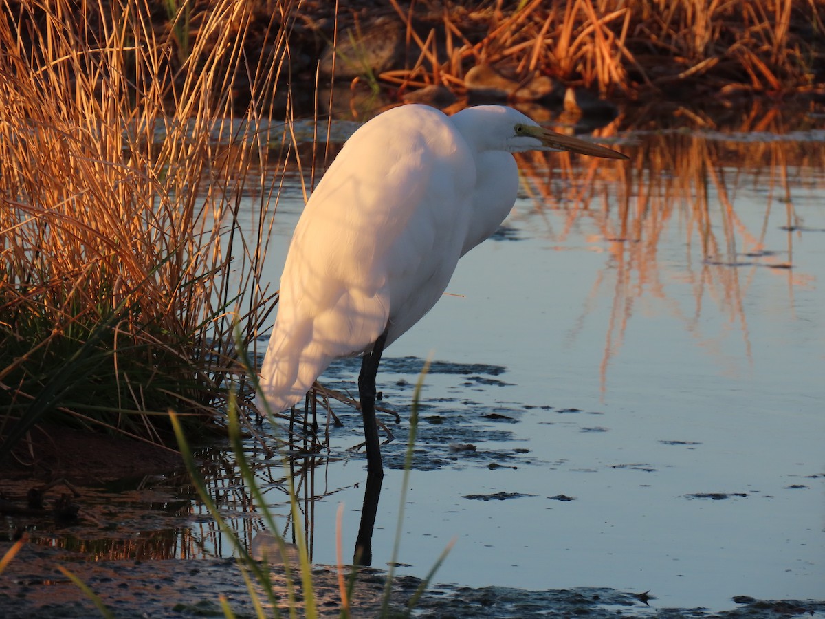 egretthegre - ML646170333