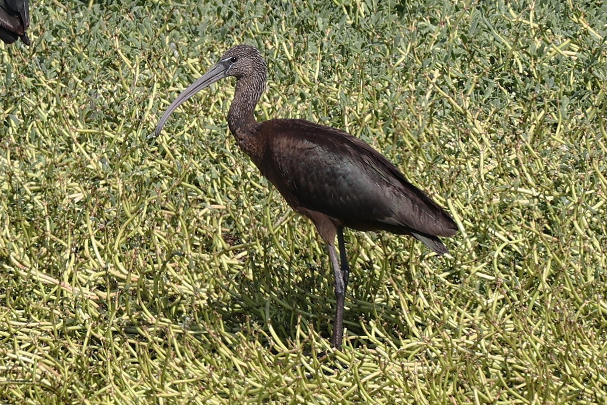 bronseibis - ML646170334