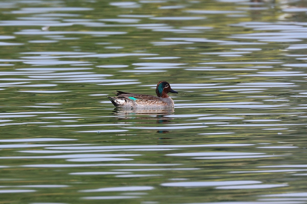 krikkand - ML646170336