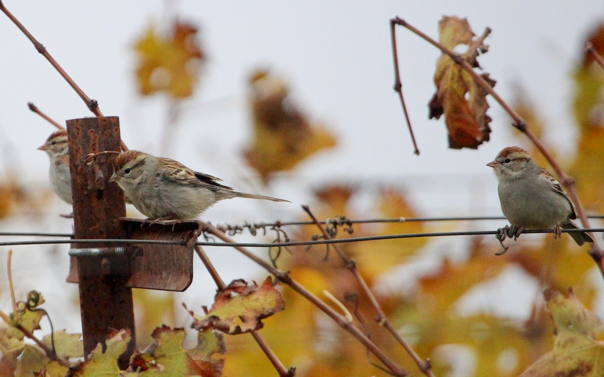 Chipping Sparrow - ML646170337