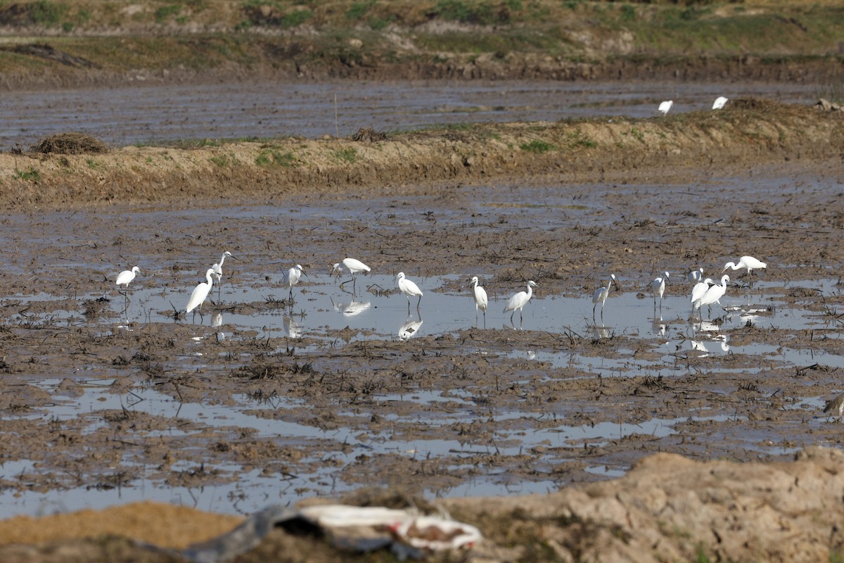 silkehegre - ML646170340