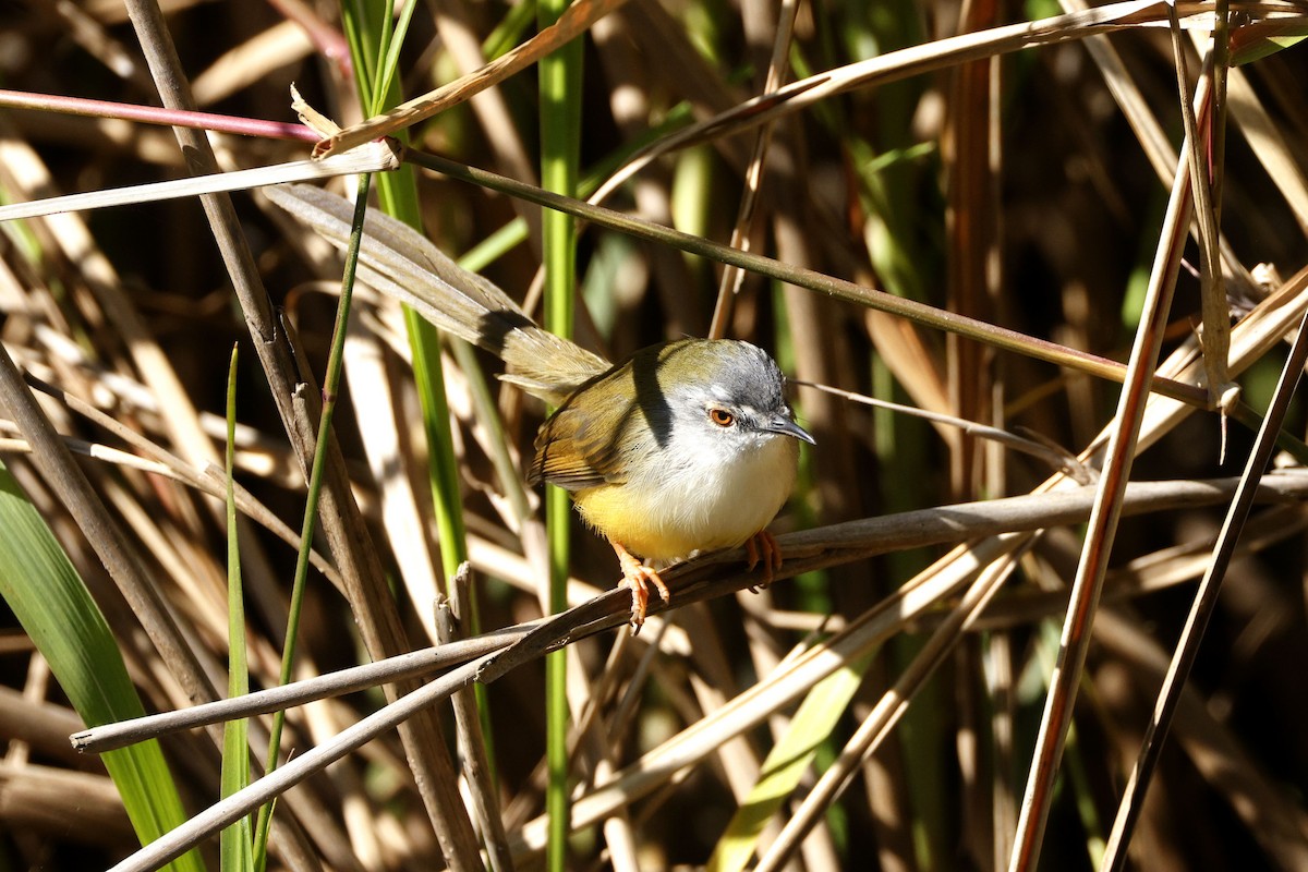 Prinia à ventre jaune - ML646170342
