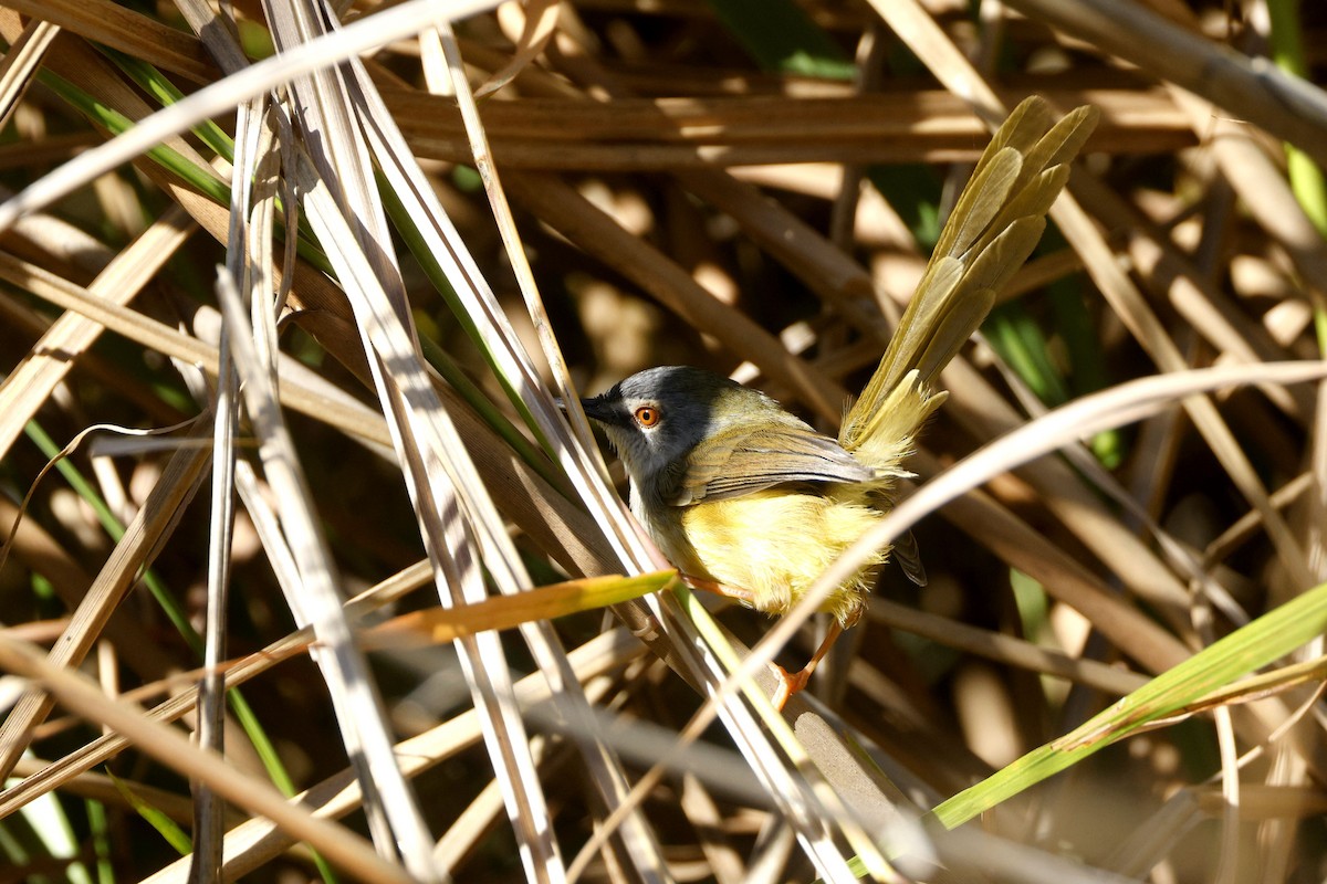 Prinia à ventre jaune - ML646170343