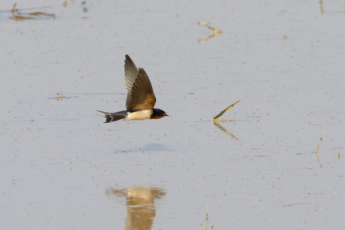 Hirondelle rustique - ML646170344