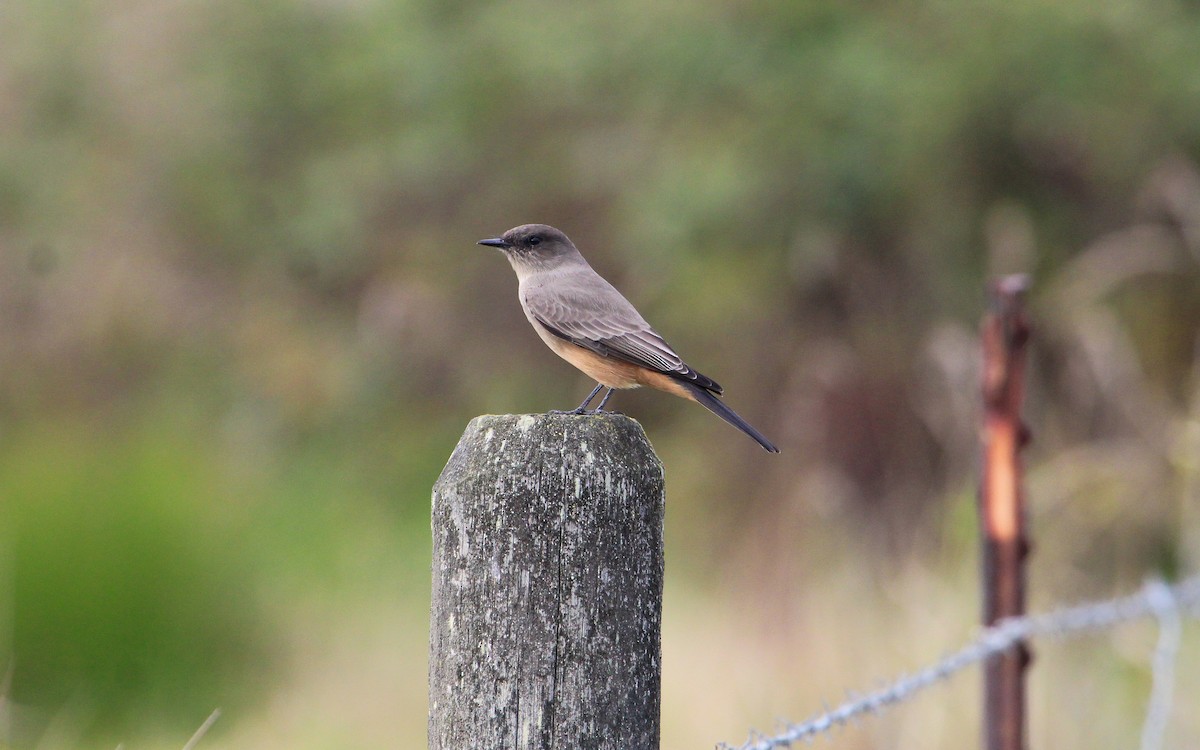 Moucherolle à ventre roux - ML646170345