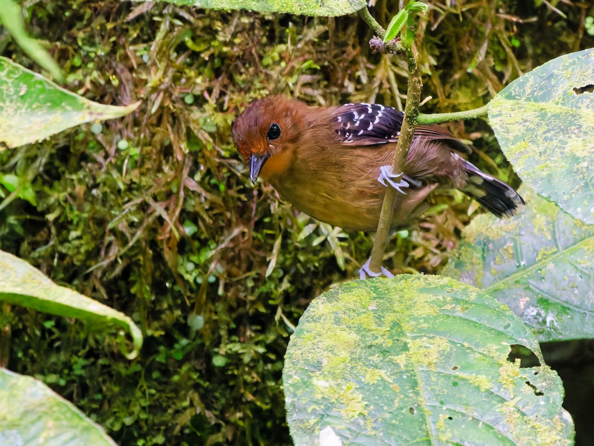 Fourmilier zébré - ML646170346