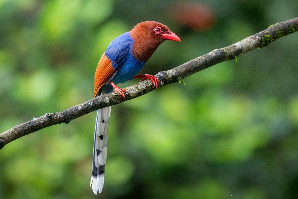 Pirolle de Ceylan - ML646170348