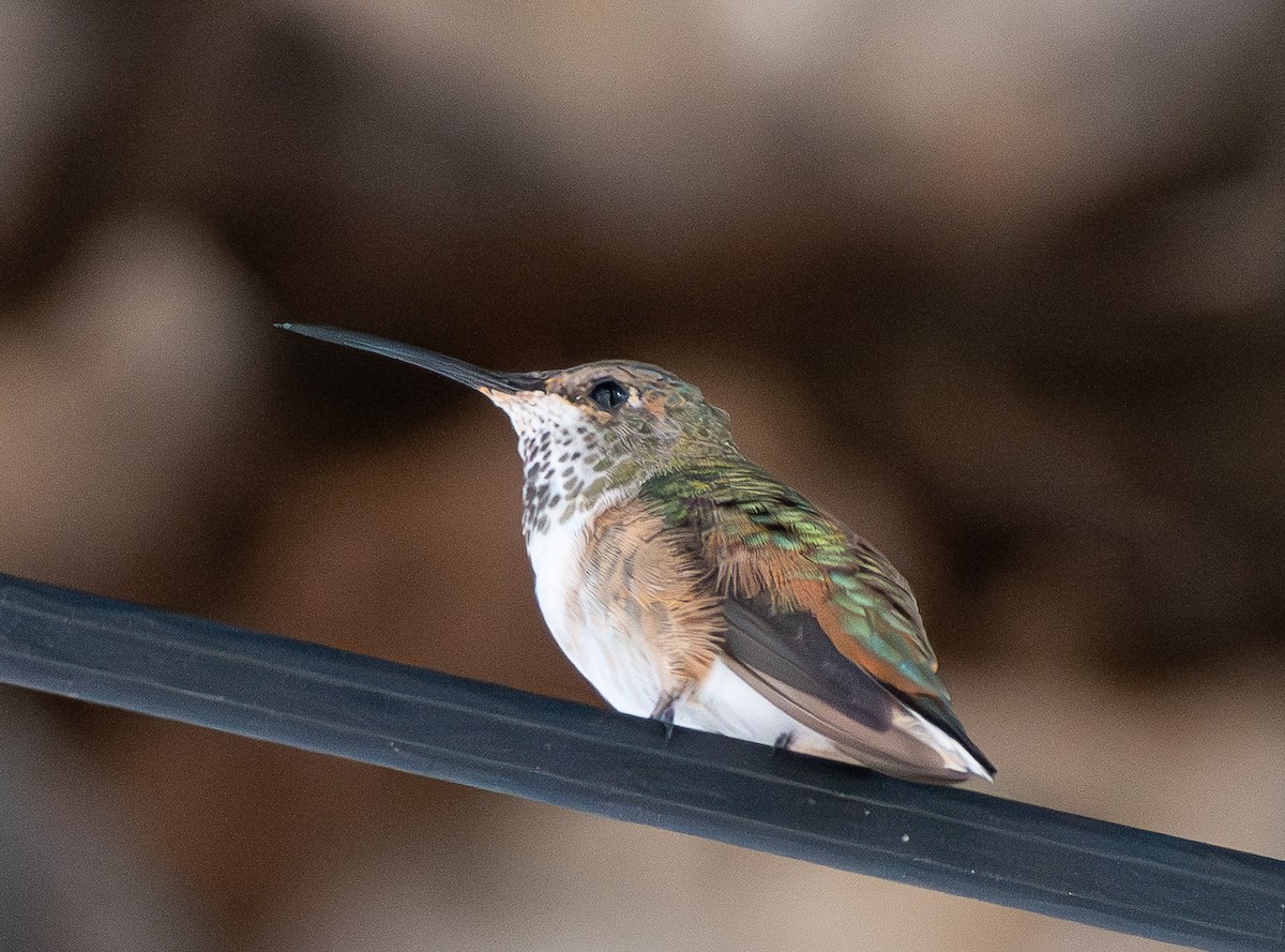 Colibri d'Allen - ML646170349