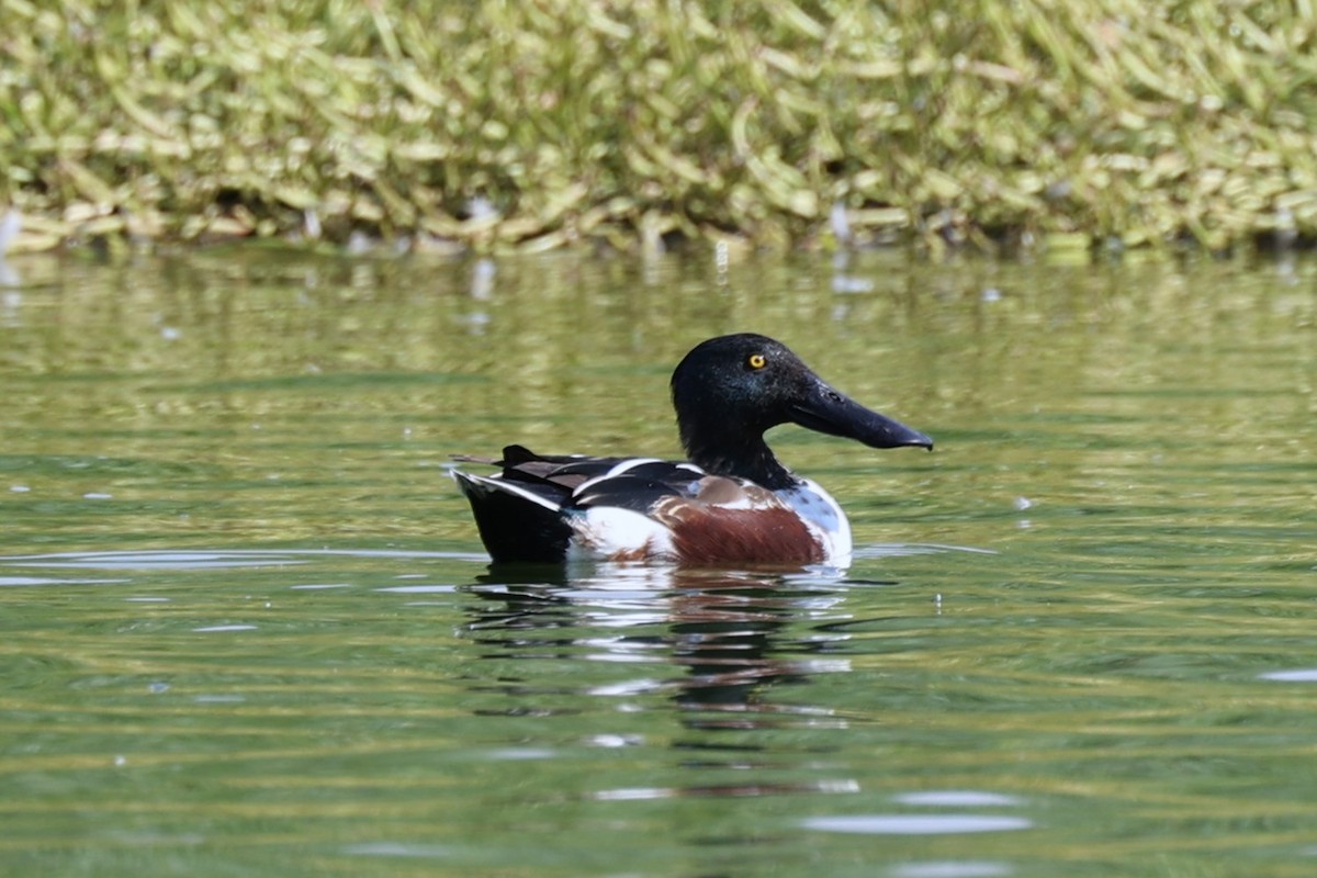 Canard souchet - ML646170350