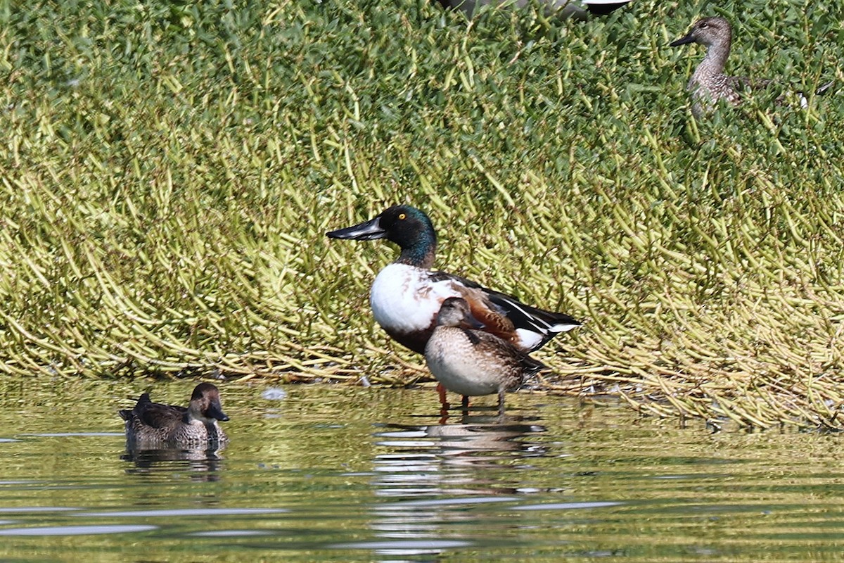 Canard souchet - ML646170351