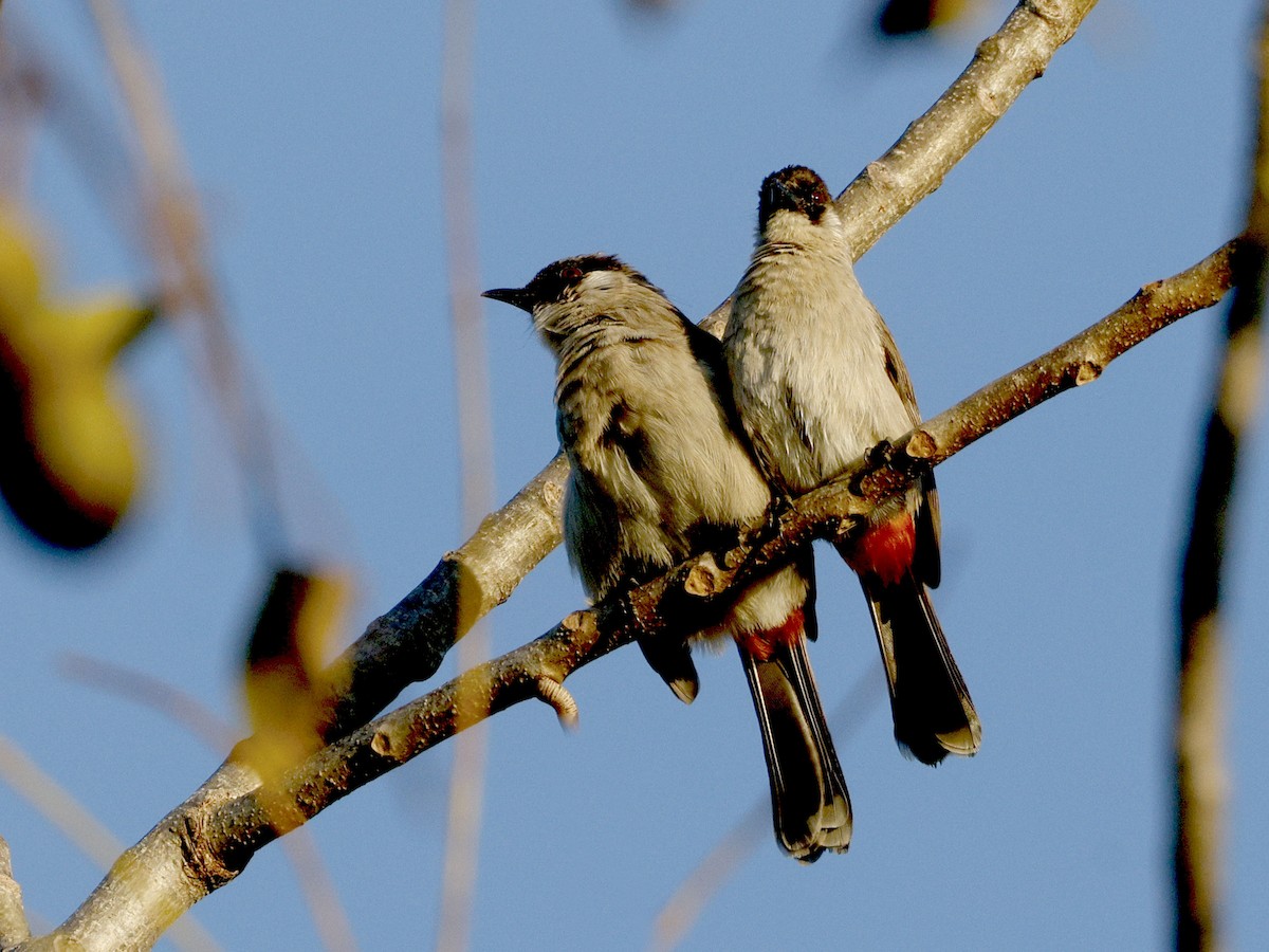 Bulbul cul-d'or - ML646170352