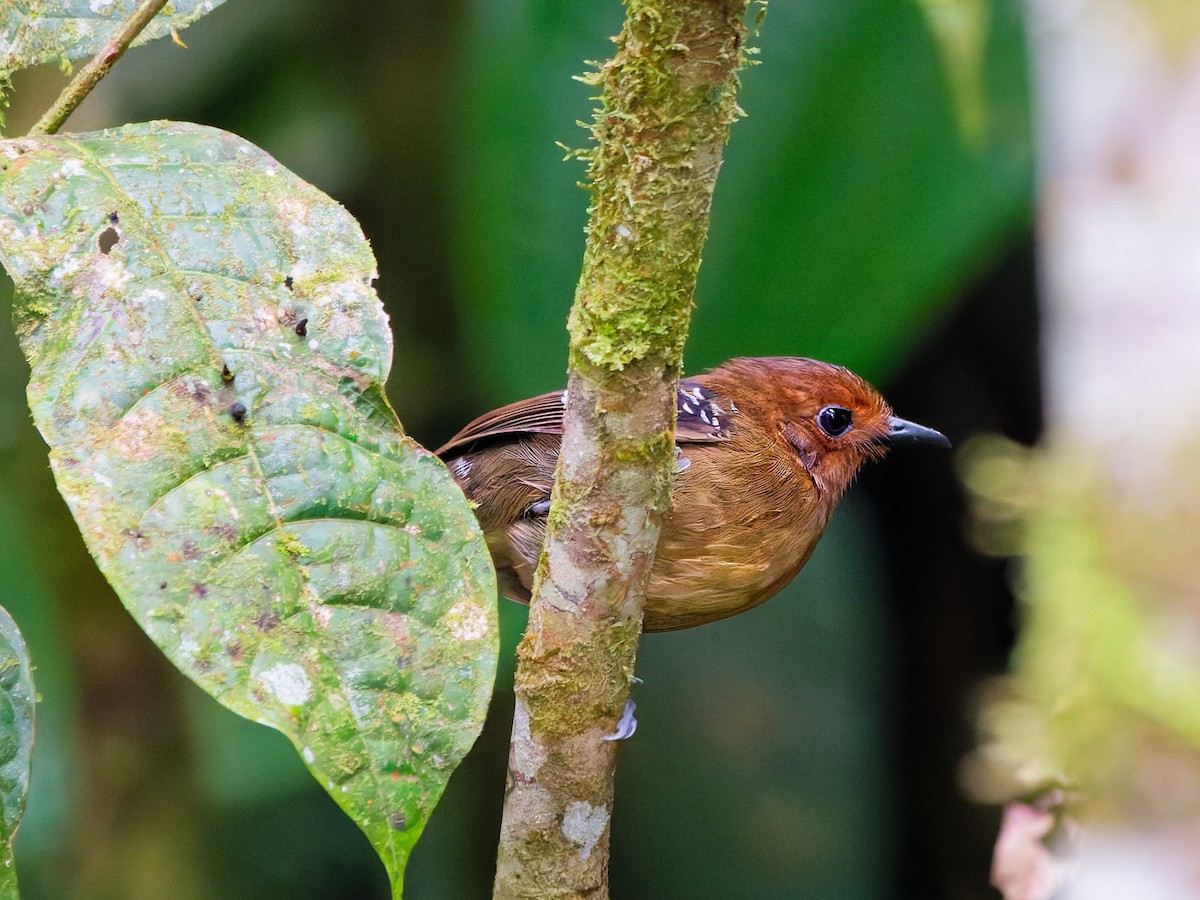 Fourmilier zébré - ML646170353