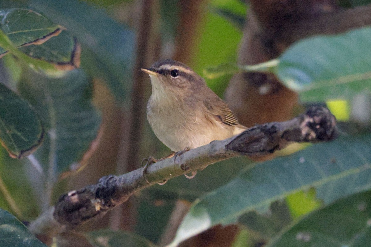 Pouillot brun - ML646170354