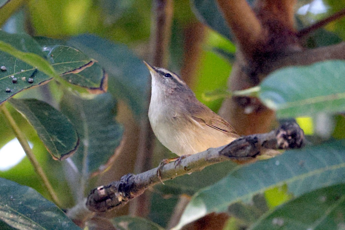 Pouillot brun - ML646170355