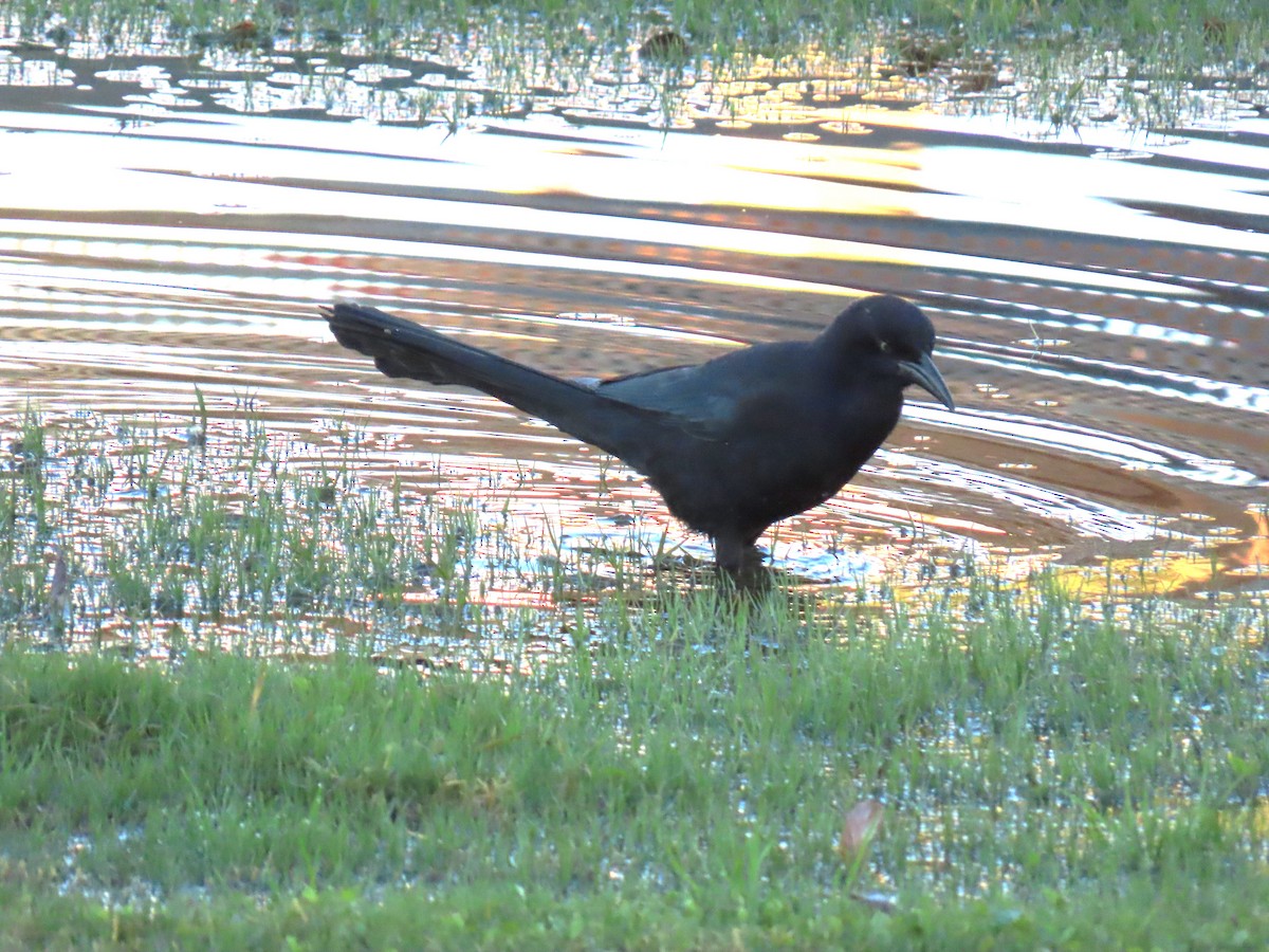 Quiscale à longue queue - ML646170356