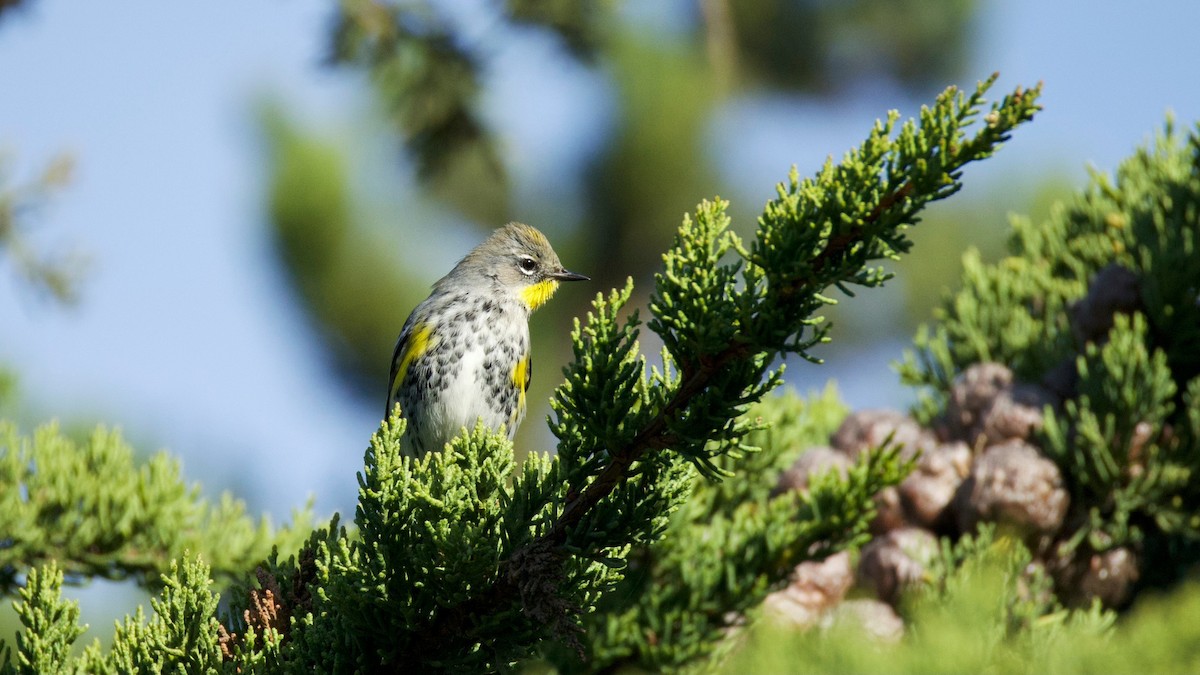 Paruline à croupion jaune - ML646170357