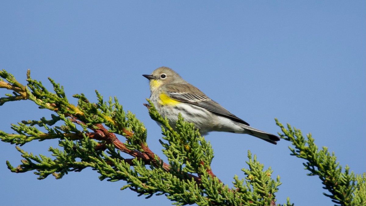 Paruline à croupion jaune - ML646170358