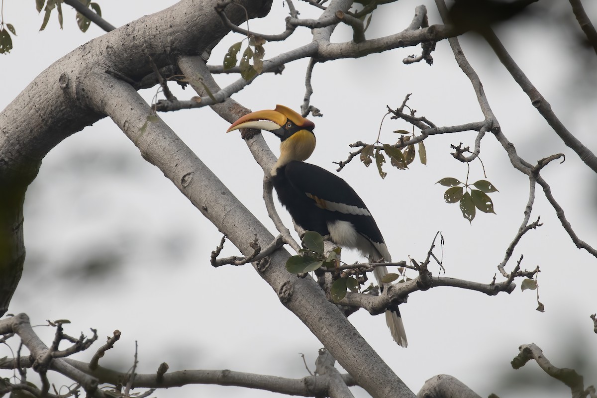 Calao bicorne - ML646170359