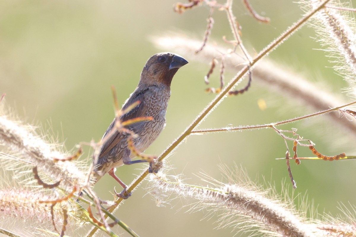 Capucin damier - ML646170360