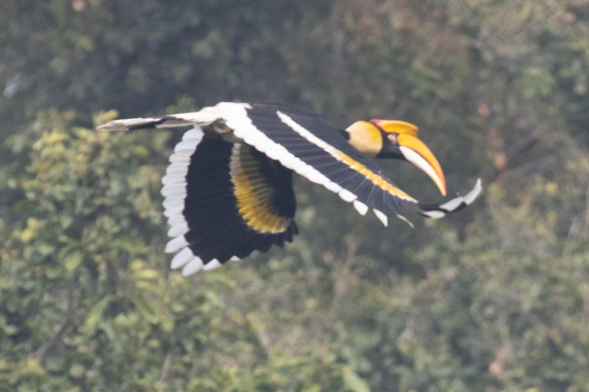 Calao bicorne - ML646170361